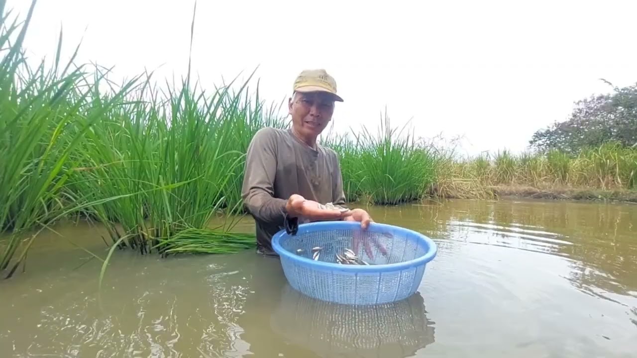 Ba lúa nhà quê săn bắt