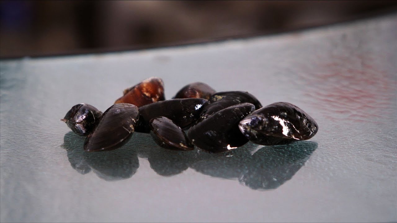 How to Buy & Cook Mussels | Fish Filleting