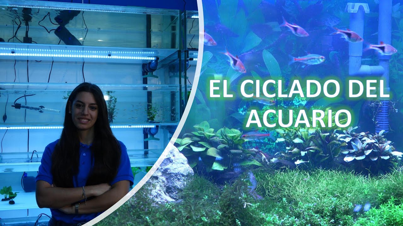 El ciclado del acuario en agua dulce