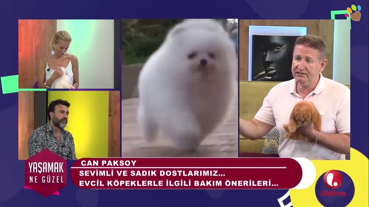 Irk ve Davranış Uzmanı Can Paksoy, Pomeranian ırkı hakkında bilgi veriyor