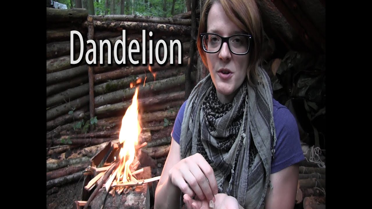 Survival Food  - Dandelion