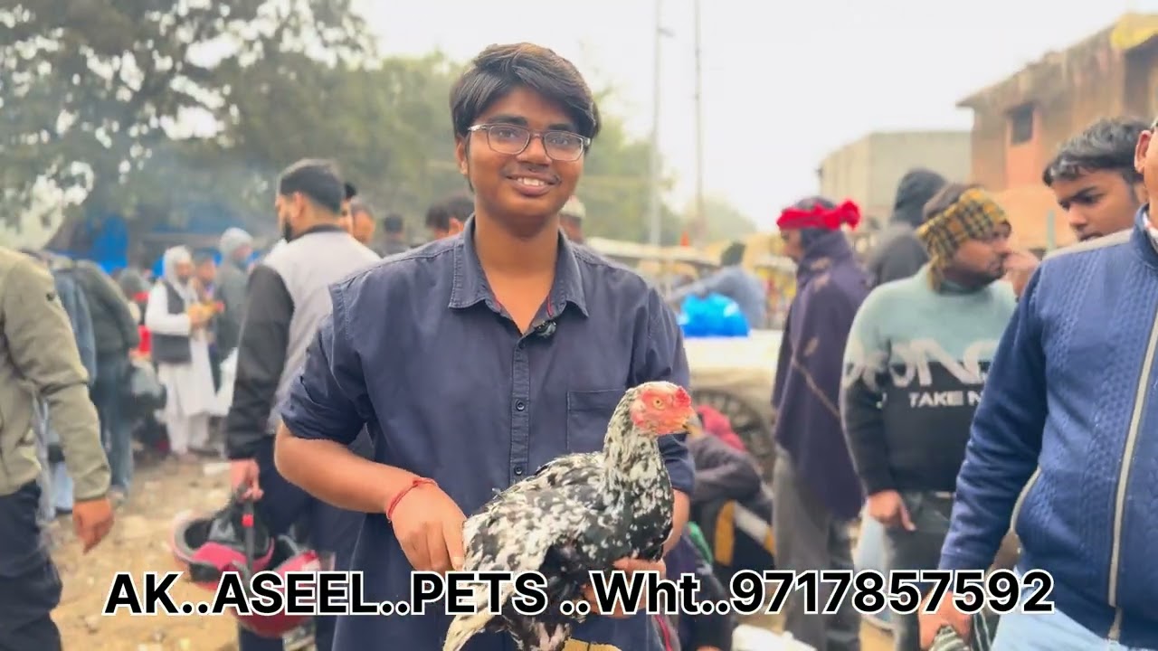 Jama Masjid delhi Top Quality Aseel Murga Market AK..ASEEL..PETS..wht..no..9717857592