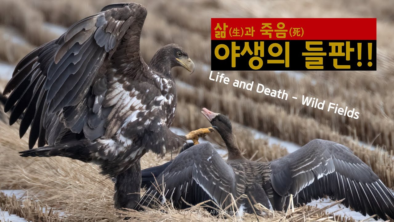 삶(生)과 죽음(死)-야생의 들판!!