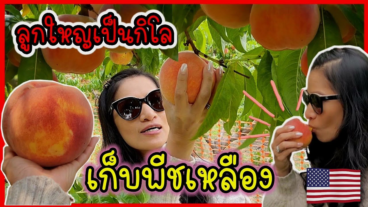 ชวนเพื่อนๆไปเก็บพีชเหลือง หวานฉ่ำ ติดใจกันใหญ่เลย/ ชีวิตในอเมริกา