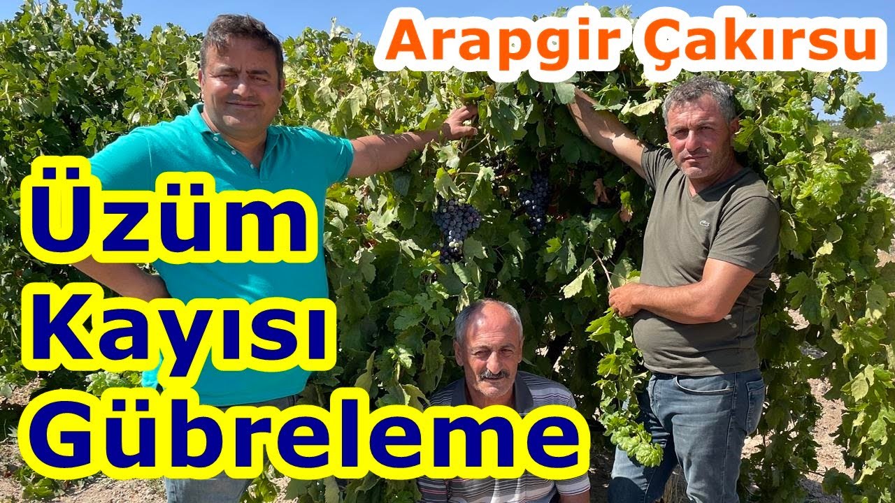 Üzüm Kayısı Gübreleme - Verimsiz Yılda iklimde  Verimli Sonuç - Malatya Arapgir
