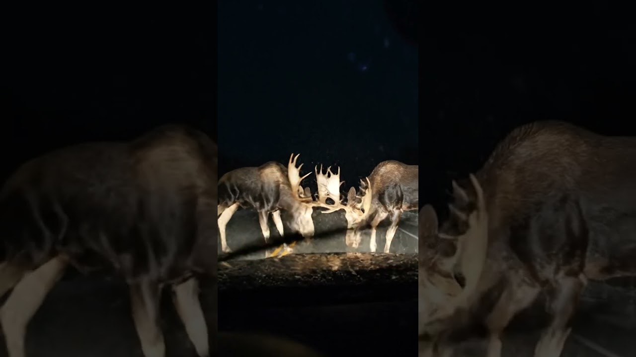 Two Moose Fight on the Road &mdash; Almost Crashed Into Them! 😱🦌 Night Dashcam Footage