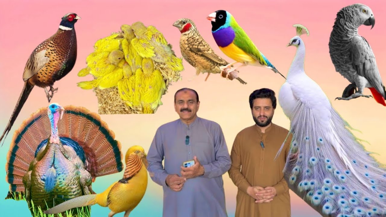 Multan Birds Market Rasheedabad 18 March 2025 | pakistan bird market | Lahore | karachi