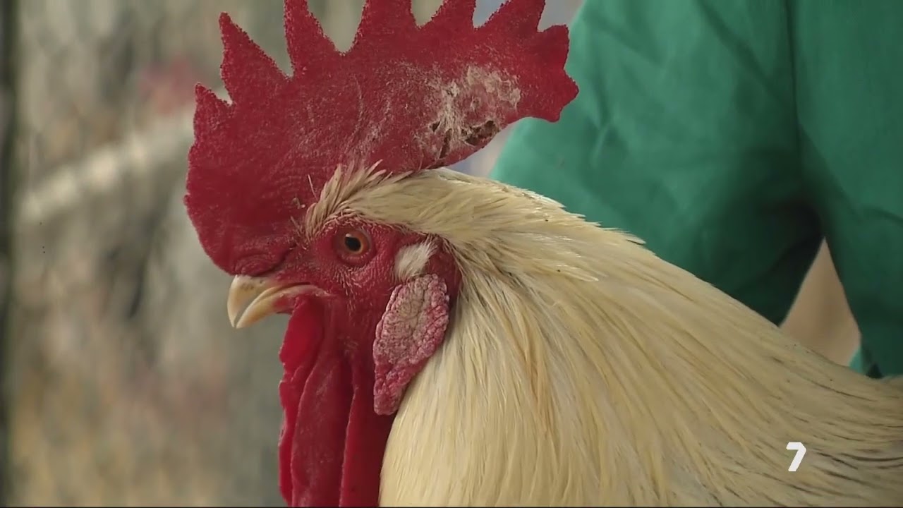 La UPCT trabaja en preservar la gallina murciana | La 7