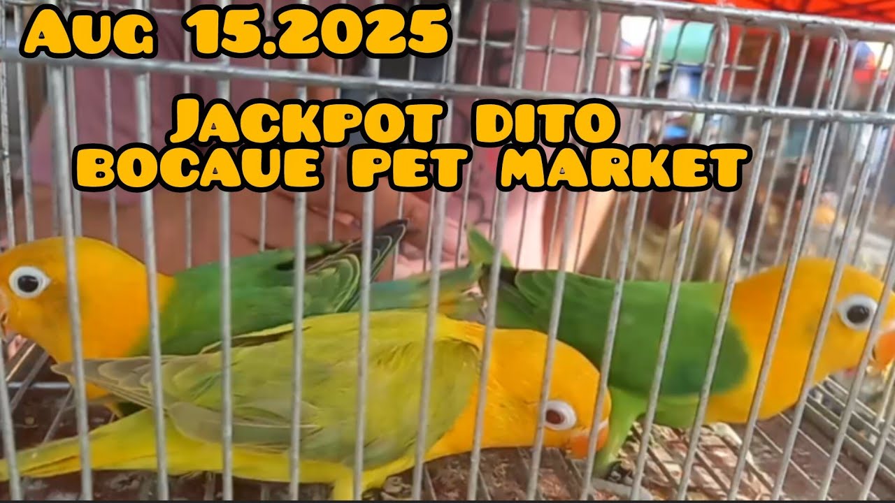 ep#191 Aug 15.2025 bocaue pet marke Jackpot dito.