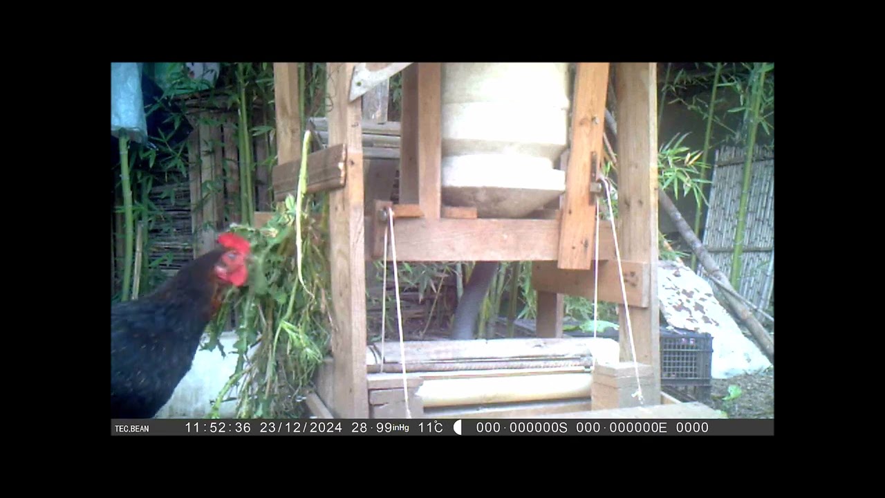 Galline & erbe selvatiche