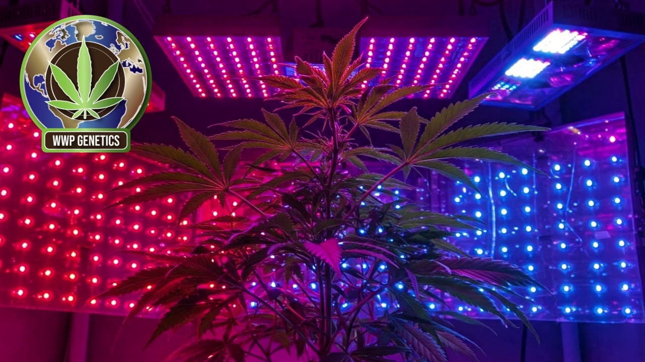 The Best Budget Grow Lights for Small-Scale Cannabis Growers @wwplogistics542
