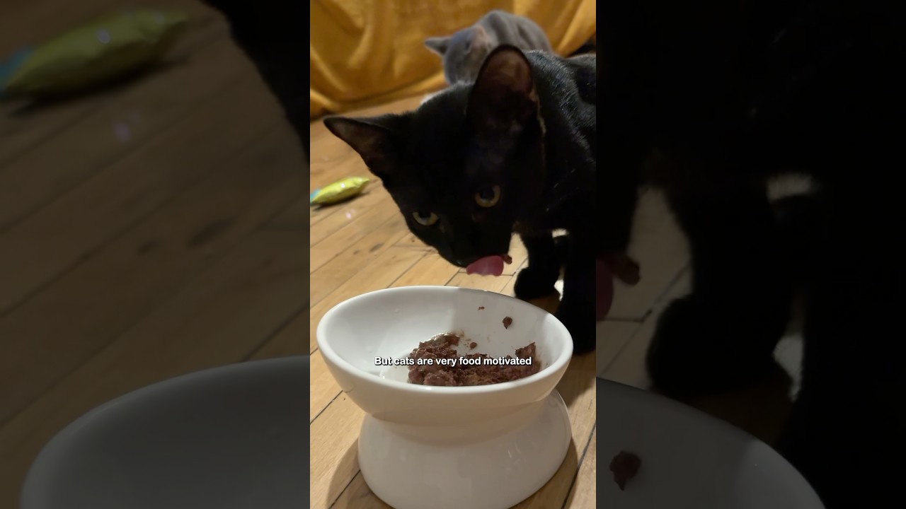Training my cats to sit before eating