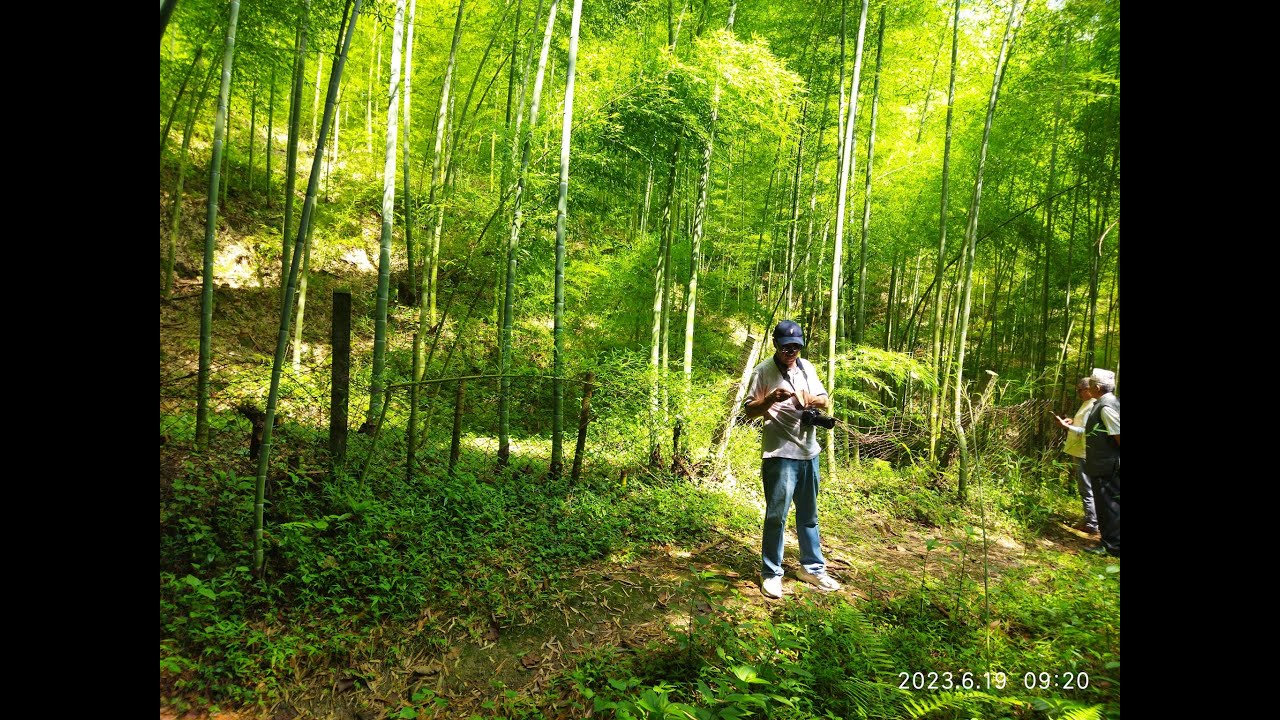 नेपालमा समेत मोसो बाँसको सफल उत्पादन|| Moso Bamboo Plant in nepal || Bamboo Farming in NepaL ||