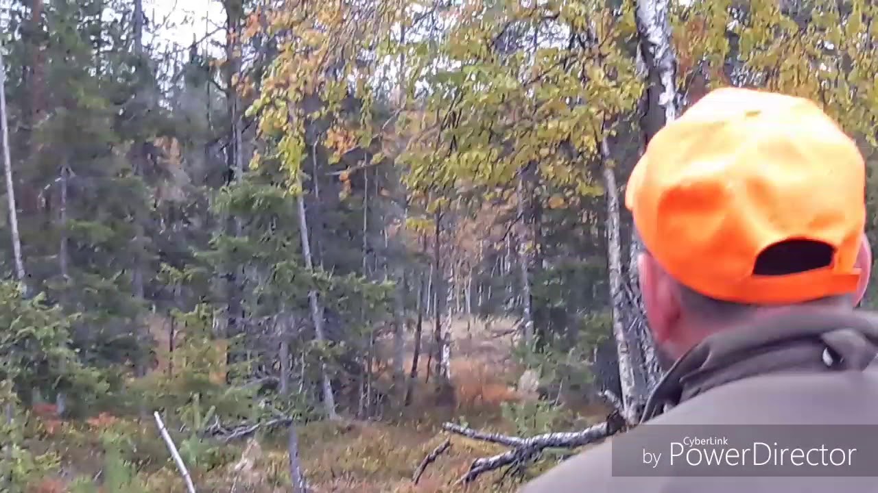 One of the biggest moose shot in Sweden