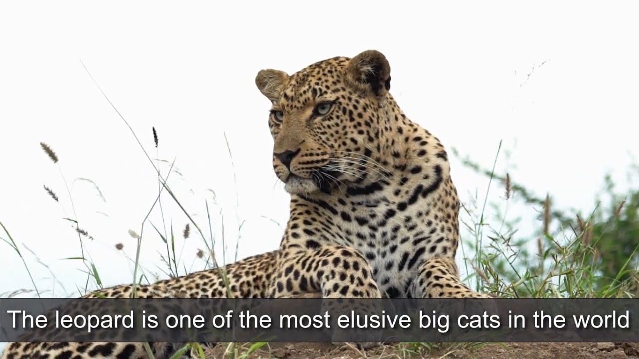 CLT Leopard Lesson - Leopard Facts for the Classroom