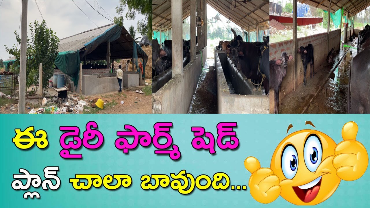 ఈ డైరీ ఫార్మ్ షెడ్ ప్లాన్ చాలా బావుంది |cow buffalo shed plans | dairy farm shed construction telugu
