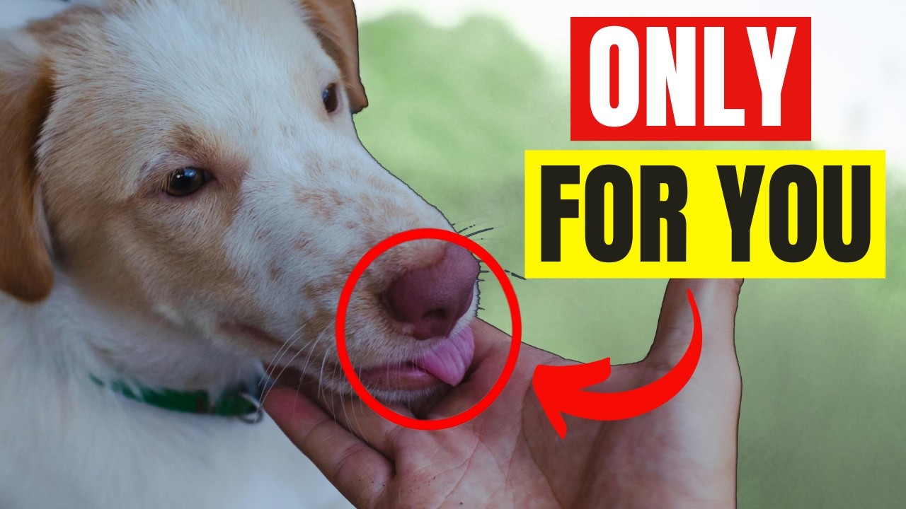 20 Things DOGS ONLY Do For Their Favorite Person (The TRUTH Will MELT Your Heart!)