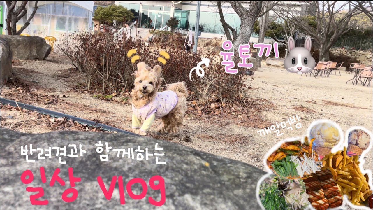 반려견과 함께 하는 일상 vlog | 율토끼 | 끊임없는 먹방 | 우행시 율무 🙆🏻‍♀️🐶❤️