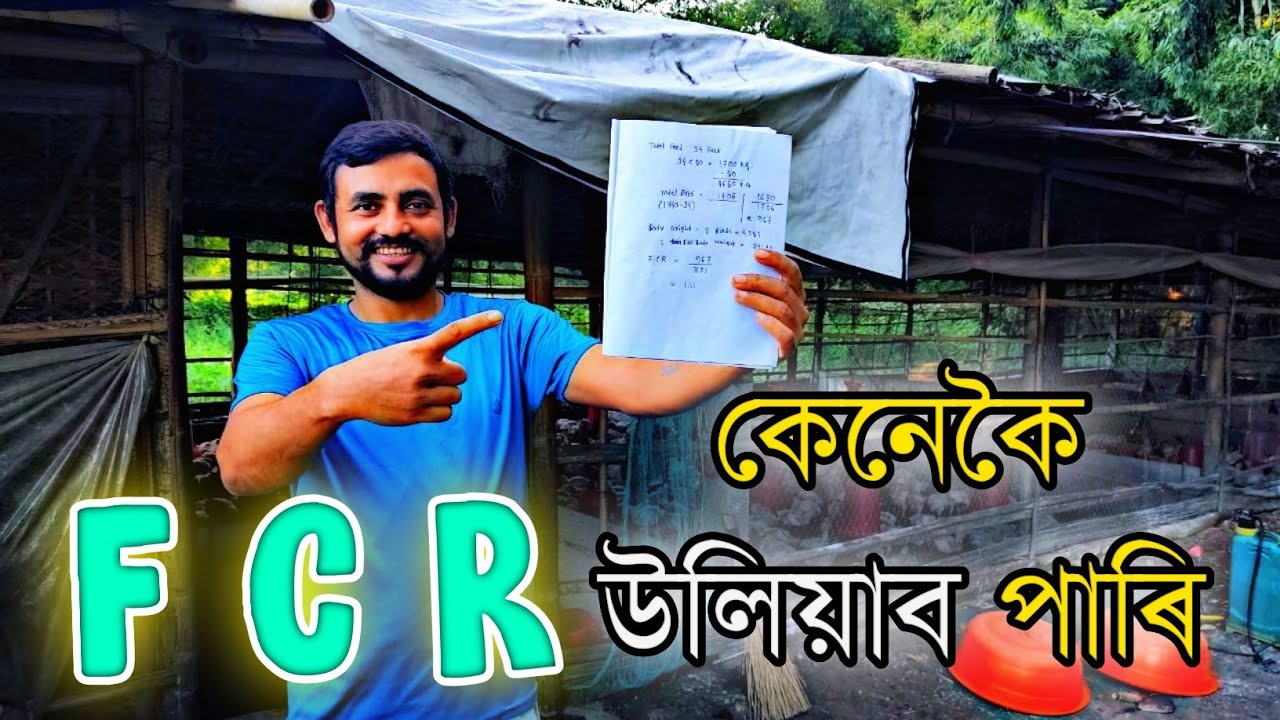 সঠিক পদ্ধতিত কেনেকৈ FCR উলিয়াব ? দিন 19/ fcr calculation formula in poultry #boiler