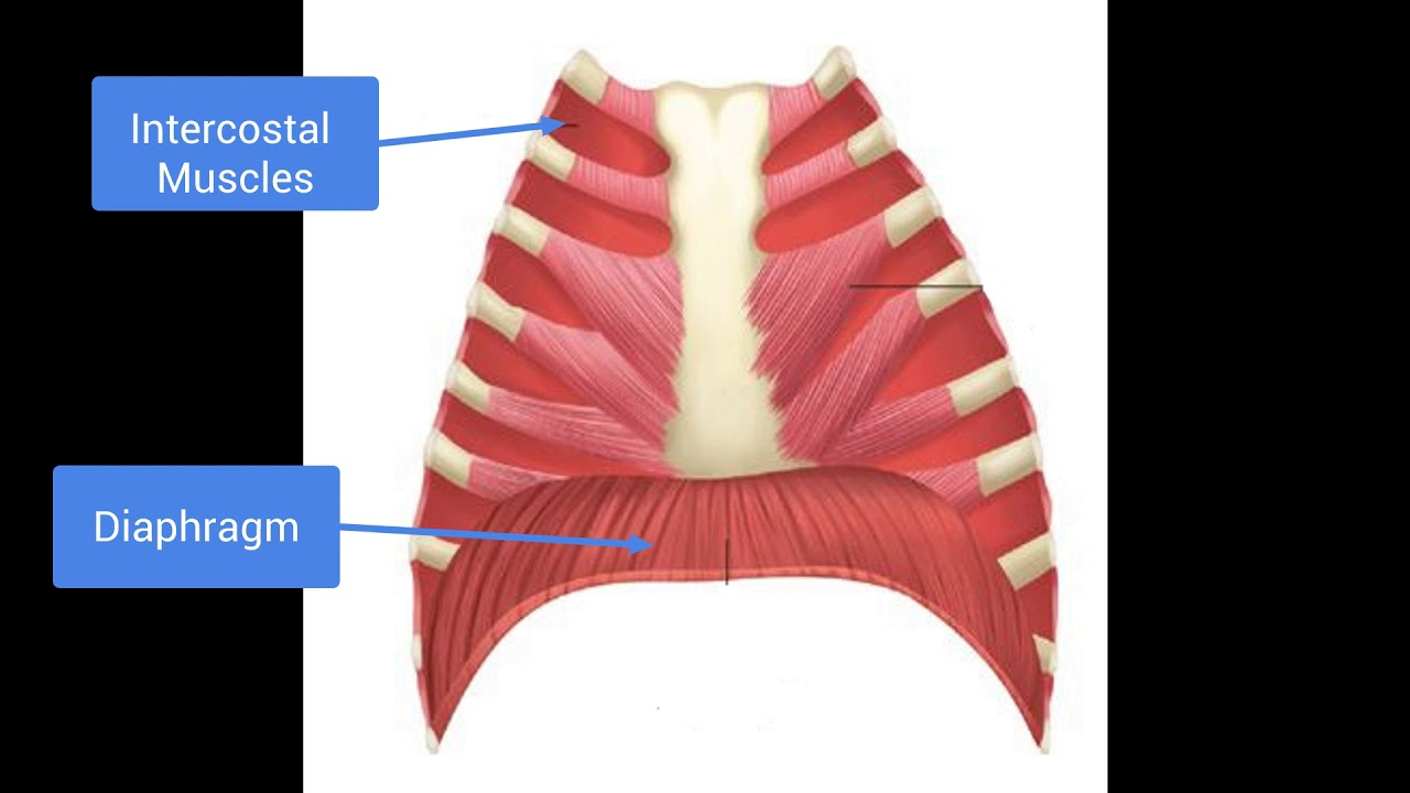 OCR GCSE PE - The Lungs & Gas Exchange
