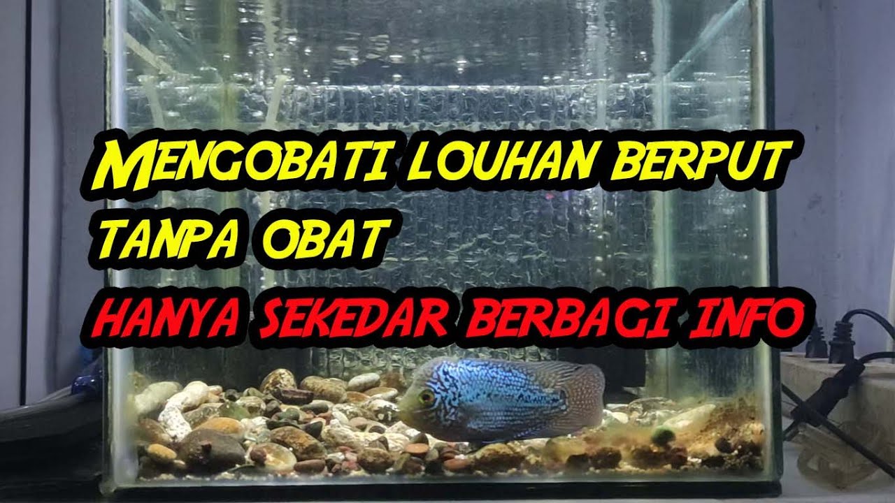Mengobati Berak Putih Pada Ikan Louhan | Tanpa Obat Bisa ....??? Bisa