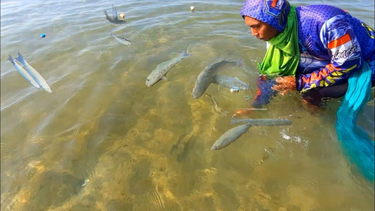 menjaring ikan blanak dipinggiran