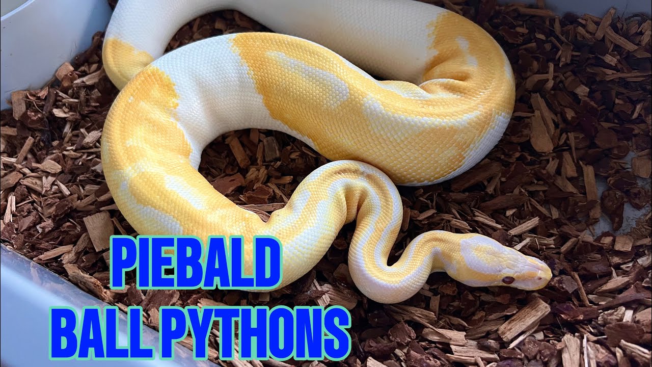 DONT SLEEP ON PIEBALD BALL PYTHONS