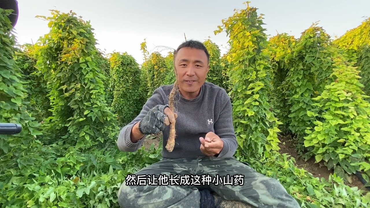 山药豆是怎么变成大山药的，2年的一个生长周期，你学会了吗