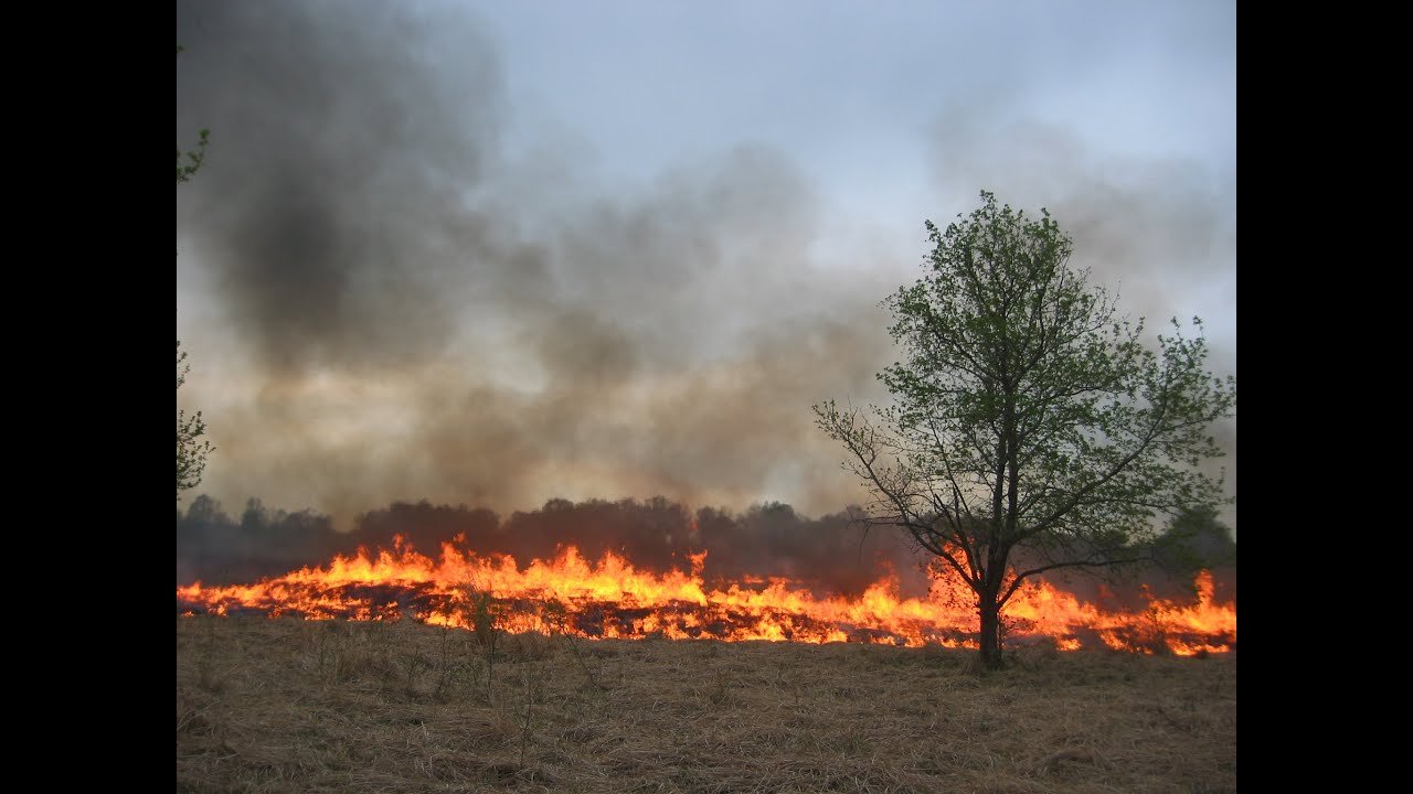 Prescribed Fire in Mid-Atlantic Grasslands