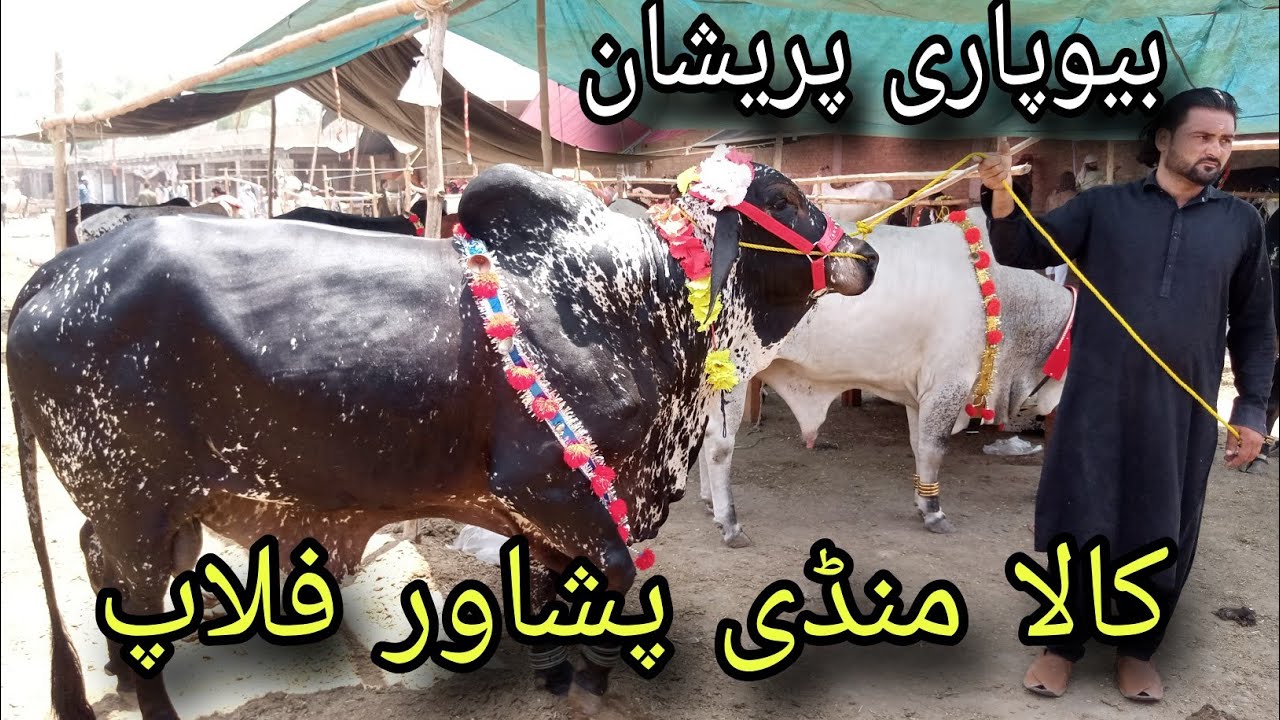 Kala maweshi mandi Peshawar new update 2025 I Peshawar nasirpur maweshi Mandi rates