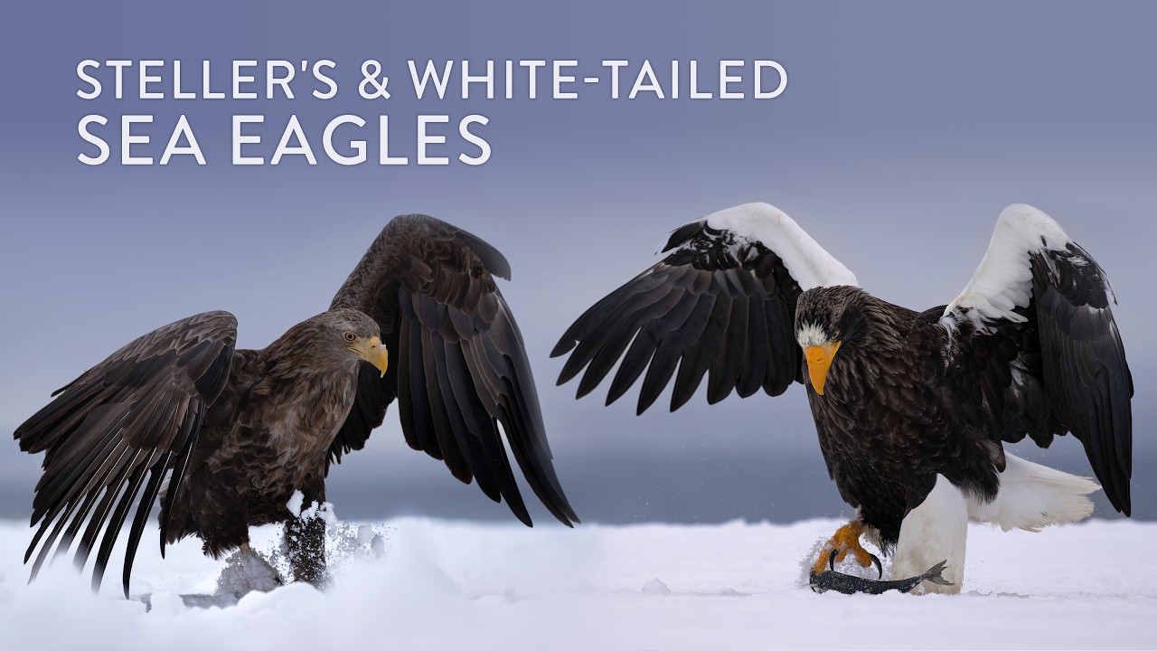 Steller's and White-tailed Eagles of the Sea of Okhotsk