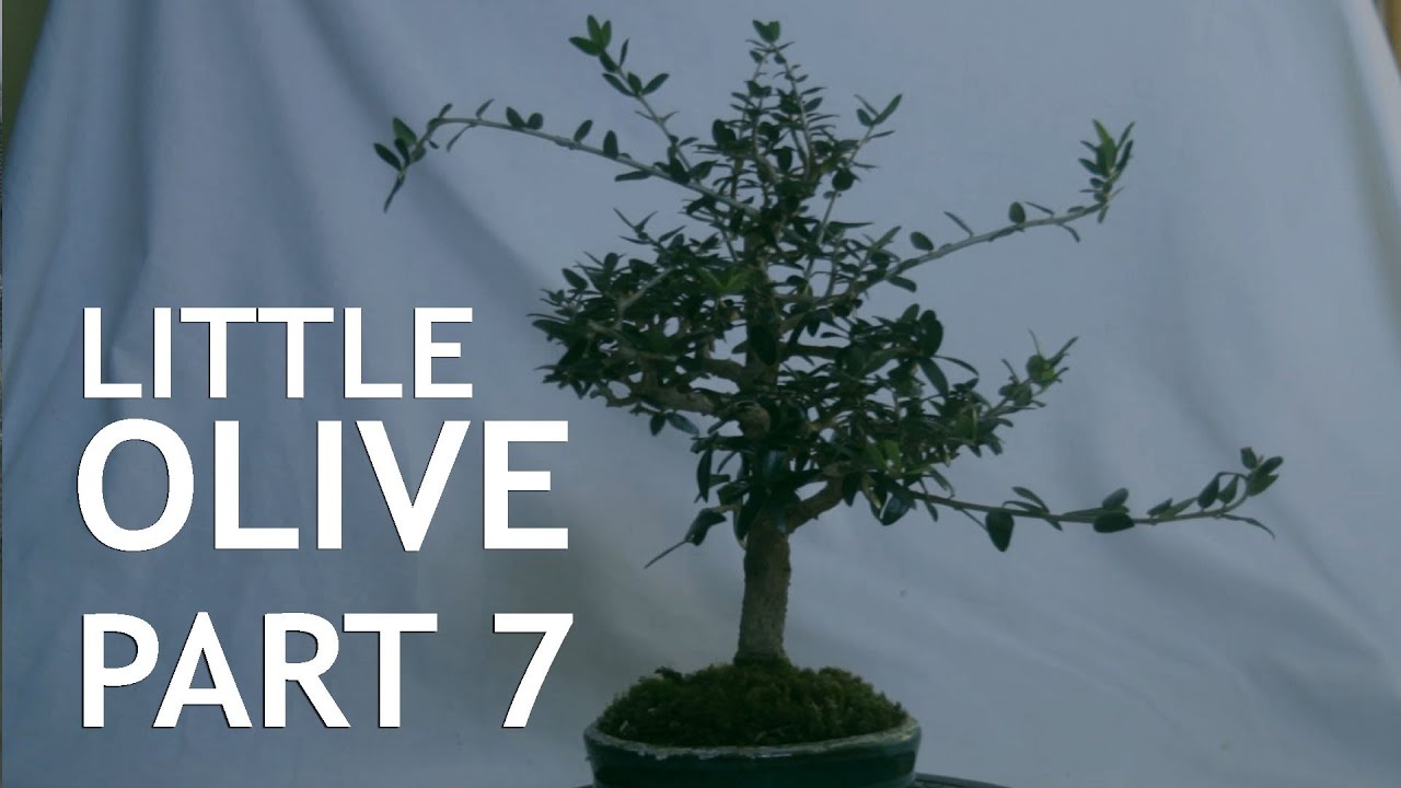 Little Olive Bonsai, From Seed, part 7