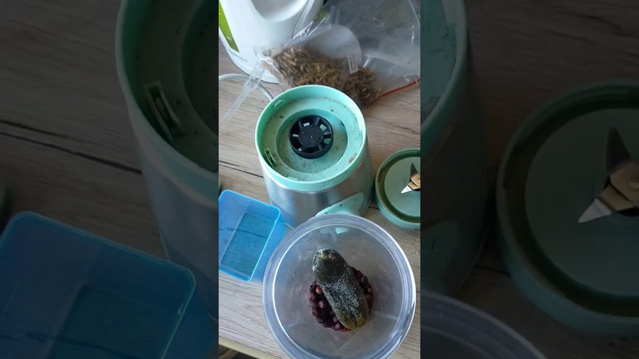 Dieta Barf dla ryb receptura nr 2. pokarm dla ryb roślinożernych (welony, ślepce, molinezje)