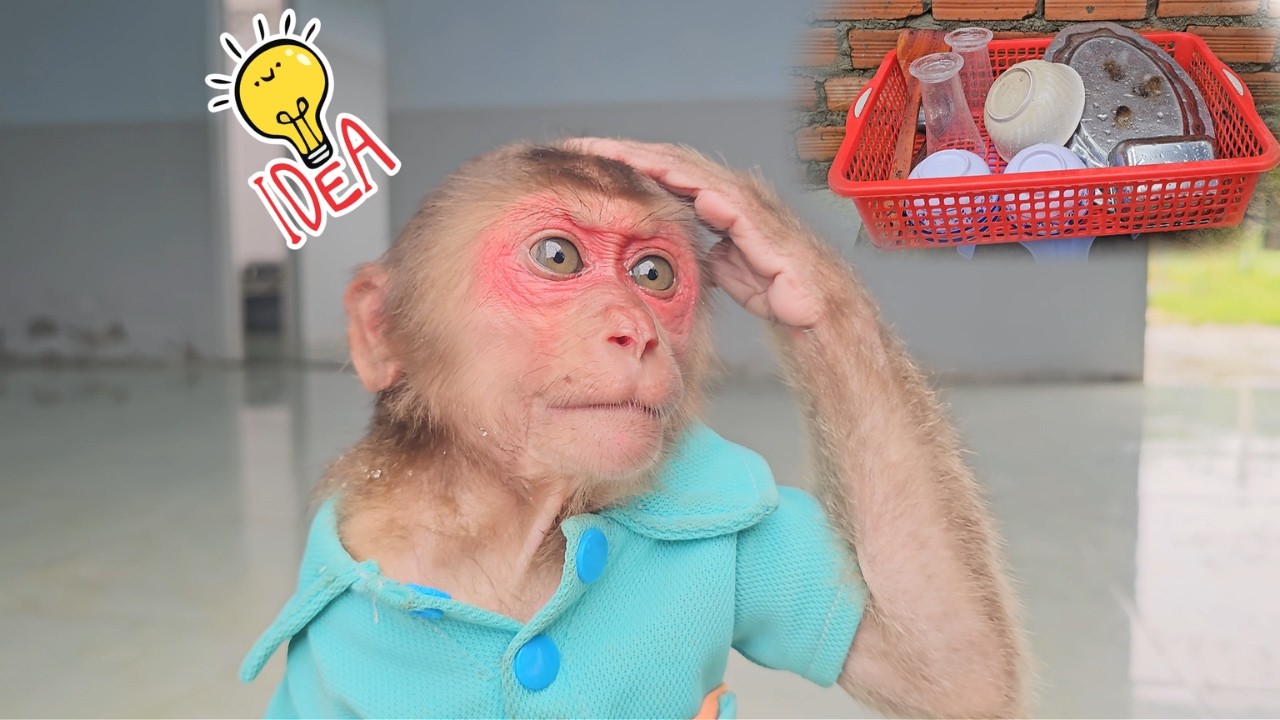 Rainy Day Plan! Monkey SU's Genius Idea Protect Kitchenware!