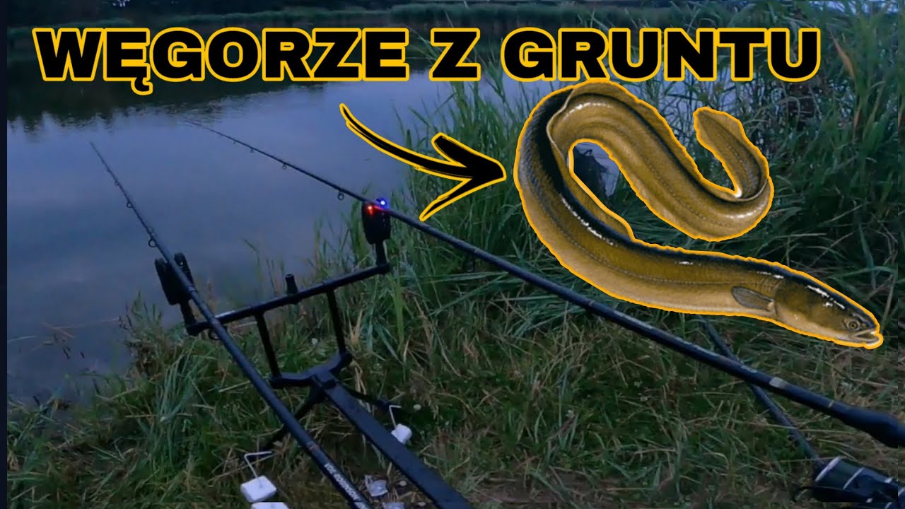 WĘGORZE Z GRUNTU. PATENT NA FILETA
