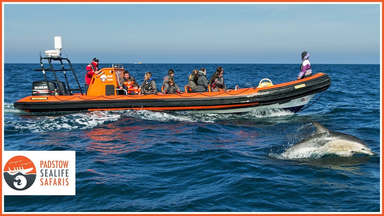 Amazing Boat Trips in Cornwall with Padstow Sealife Safari