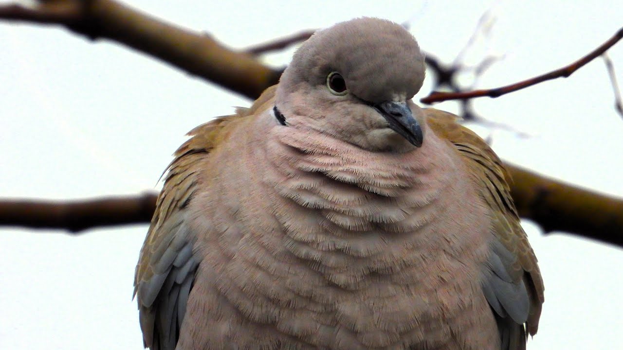 Eurasian Collared Dove Call, Collared dove sounds