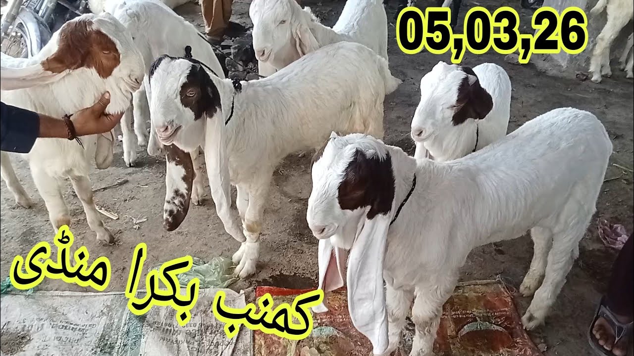 Kumb Bakra Mandi 05,03,2026 | Biggest Goat Market Visit & Prices Update