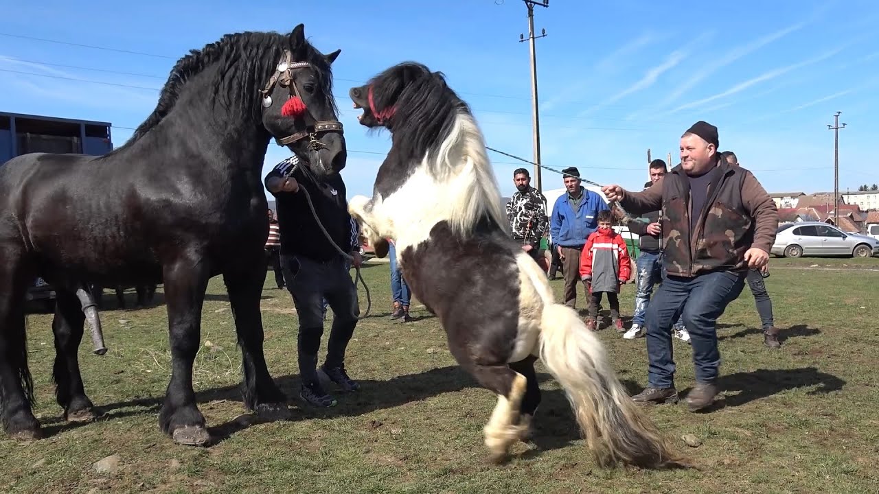 Targul de cai de la Avrig, Sibiu 19 Martie 2023 Nou!!!