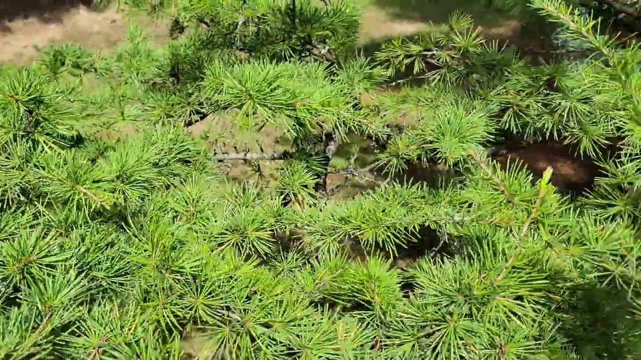 Ливанский кедр (cedrus libani) Обновление