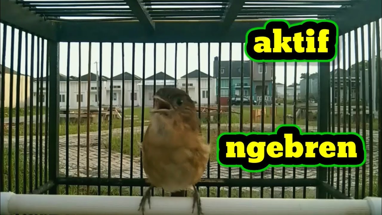 Flamboyan gacor aktif ngebren nyiul cocok buat masteran