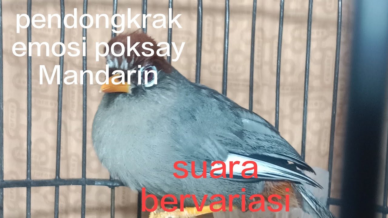i love the melodious sound of the Poksay bird in the night