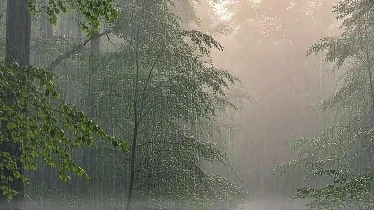 Deep Jungle Rainstorm ??? Relaxing Forest Rain Sounds for Sleep