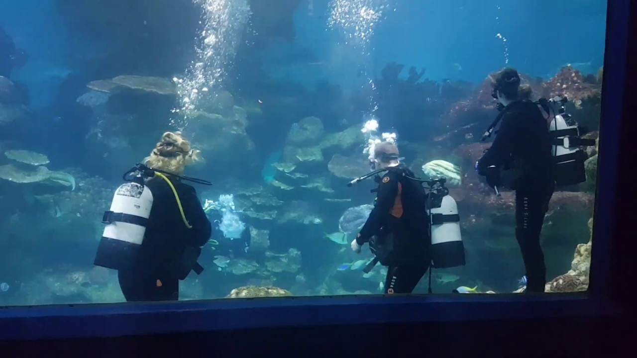 Blue Planet Shark Dive