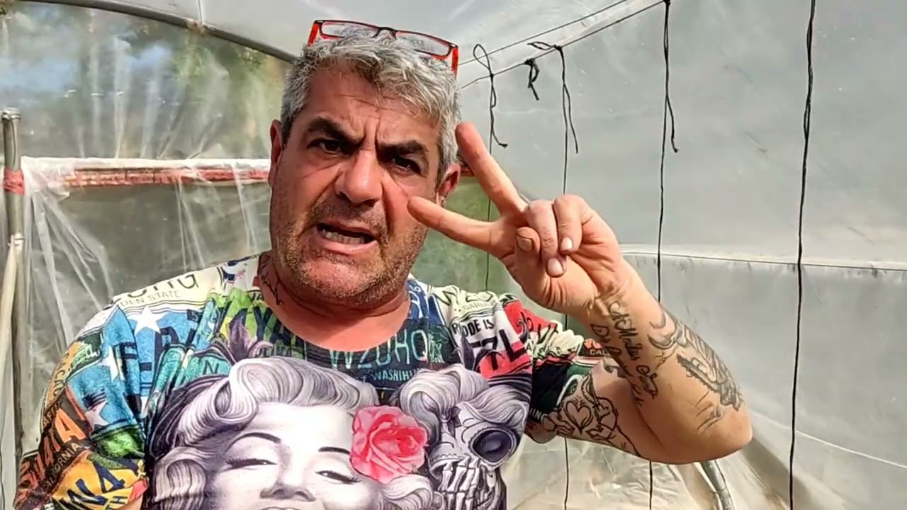 Entutorado de tomateras con hilo a una sola gu&iacute;a. 8/2/2023