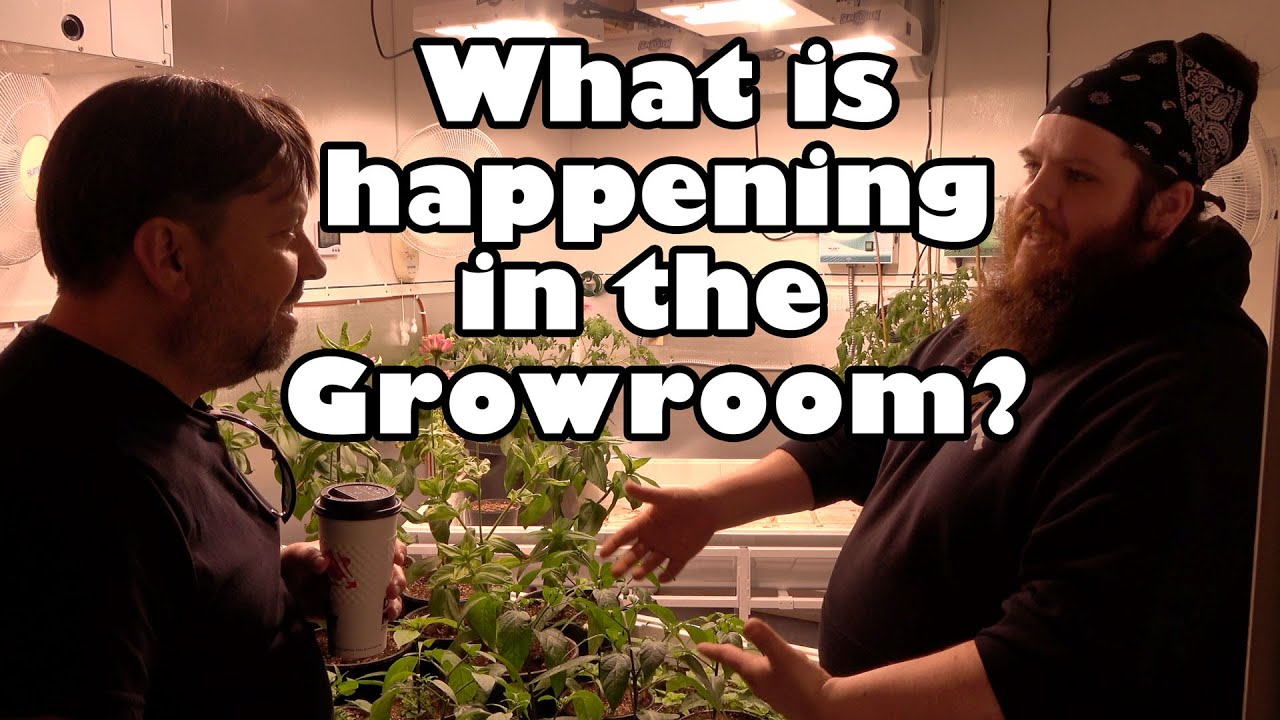 What is going on with the growroom? | OCGFAM466