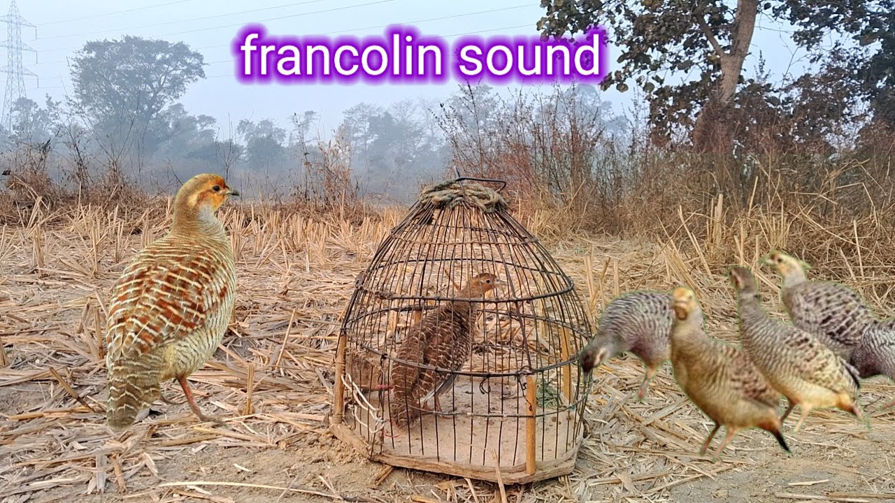 जंगली तीतर की आवाज सुपरहिट फुल एचडी में। The sound of a wild partridge in super high-definition