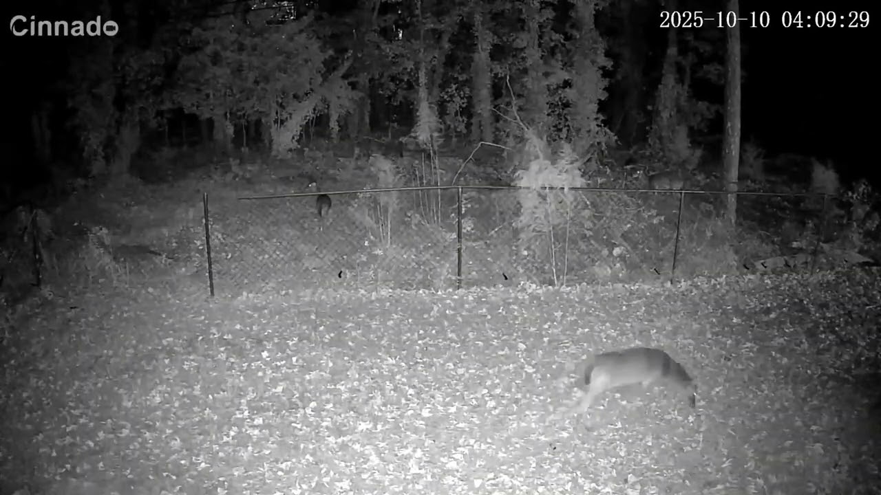 Deer Cam 10/9/24