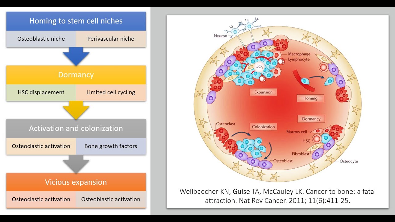 Normal Bone Marrow Biology Relevant to the Imaging of Metastases