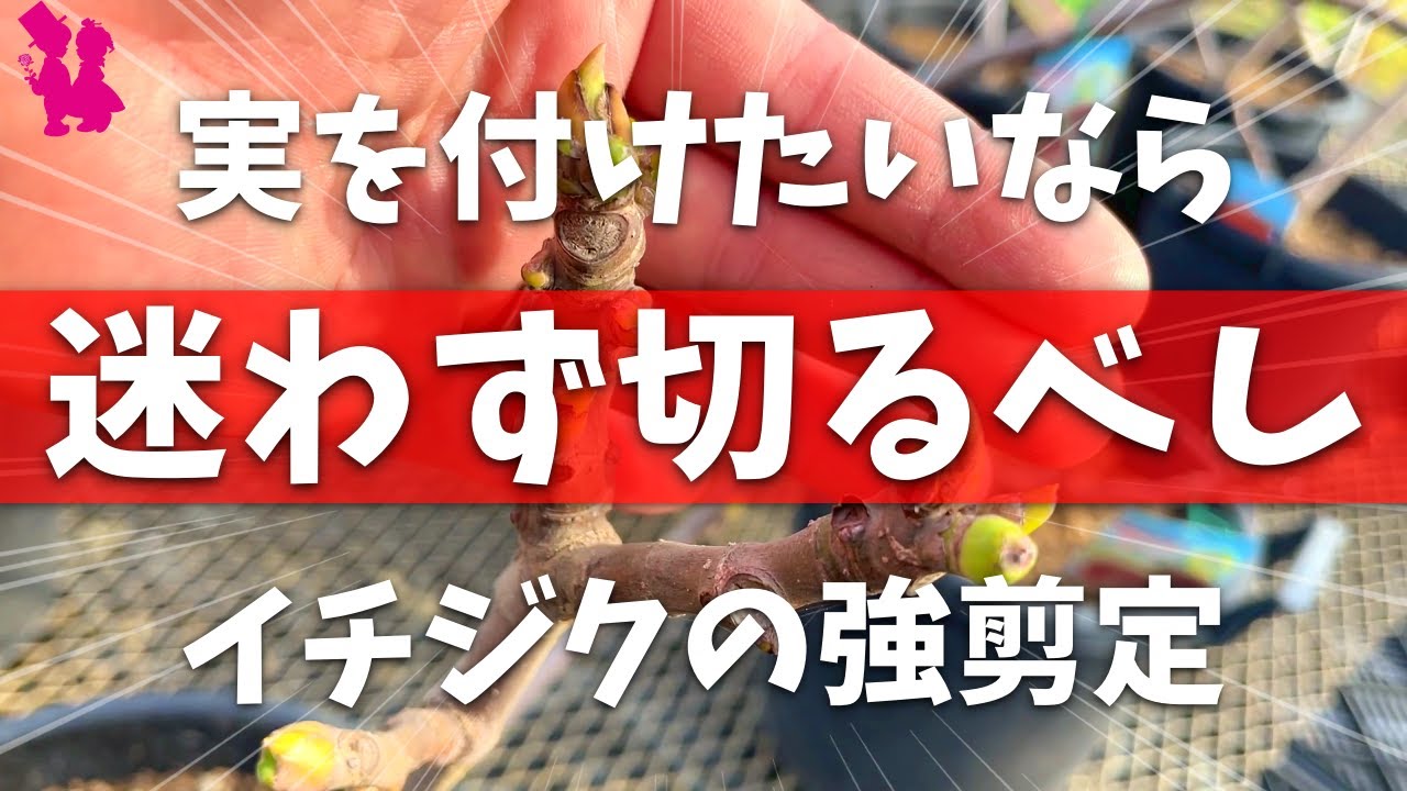 【必須】イチジクに実を成らせる春の剪定を園芸農家が実演解説！